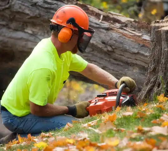 tree services Lilydale